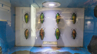 昆虫标本展示