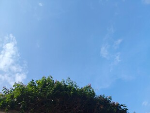 蓝天绿树