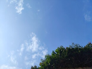 蓝天绿树间的清新景致