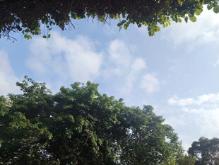 蓝天绿树间的自然景致