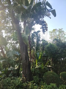 茂密丛林中的高大树木