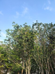 蓝天绿树