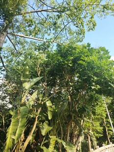 繁茂树林中的葱郁绿植