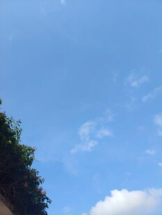 蓝天绿树间的纯净景致