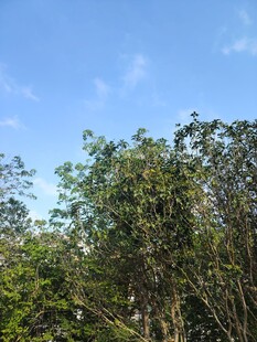 蓝天绿树自然风光图