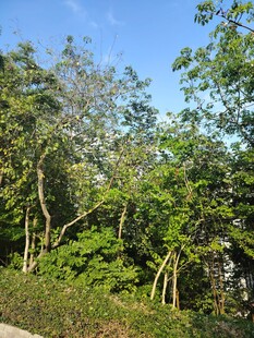 繁茂树林