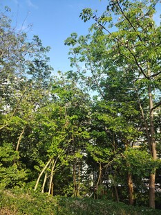 夏日葱郁树林景观