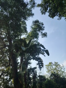 茂密树林中的高大树木