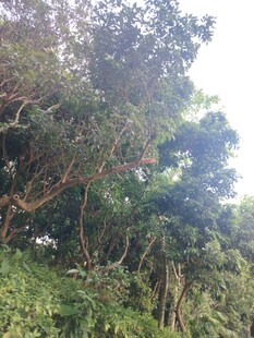 茂密丛林中的繁茂植被