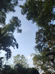 林间与葱郁树木景观