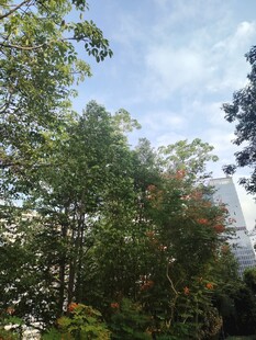 户外绿树蓝天景致