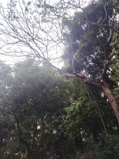 山林中倾斜的树木