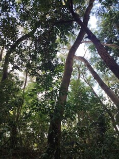 茂密树林中的交错树干