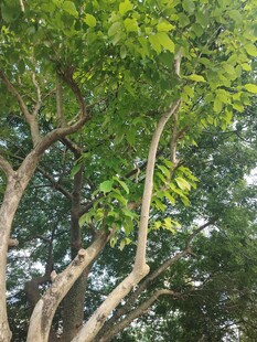 繁茂绿树展现自然生机