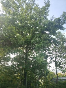 夏日绿树成荫的自然景象