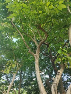 茂密树林中的葱郁树木