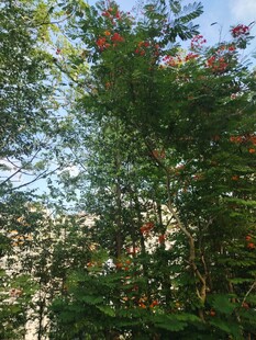 绿叶红花下的自然景致