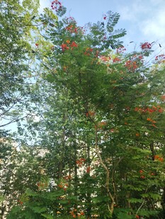 绿树蓝天间的繁茂枝叶