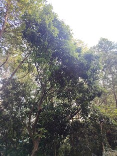 茂密树林中的繁茂绿植