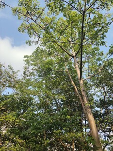 夏日绿树