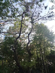 阳光洒落茂密树林景象