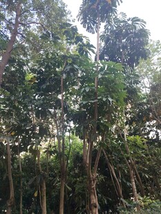茂密树林绿意盎然