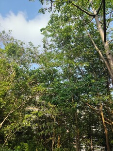 繁茂树林