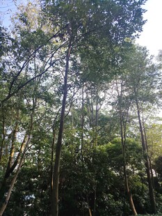 茂密森林中的高大树木