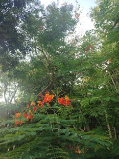 林间绽放的艳丽红色花朵
