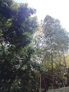 阳光洒落的茂密树林