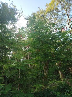 夏日茂密树林绿意盎然