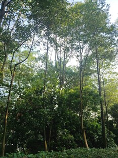 茂密树林绿意盎然