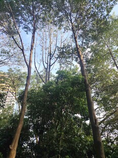 仰视茂密树林中的高大树木