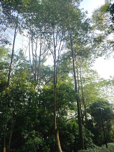 茂密树林中的挺拔树木