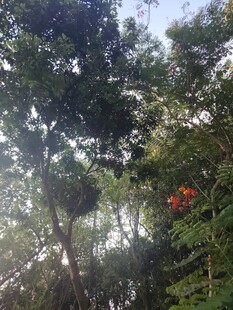 阳光照耀下的繁茂树林