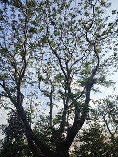 阳光下的繁茂树木