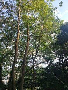 茂密树林中的挺拔树木