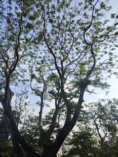 树枝交错下的天空景致