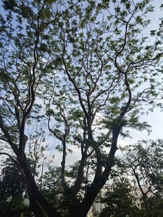 仰观繁茂树枝与天空