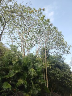 繁茂丛林中的高大树木
