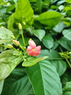 娇艳双色花绽放绿叶间
