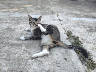 躺卧的花纹猫咪