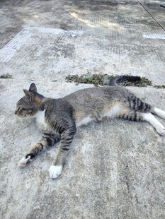 躺地休憩的可爱猫咪