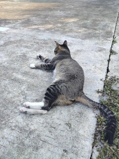 悠闲猫咪躺地享受阳光