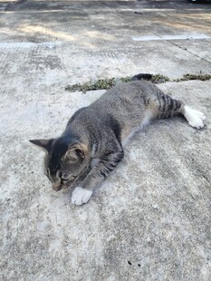 猫咪惬意躺地晒太阳