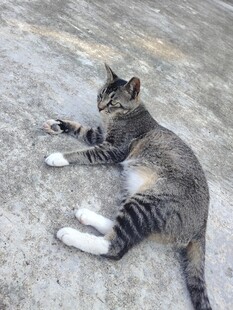 躺地休憩的条纹猫咪