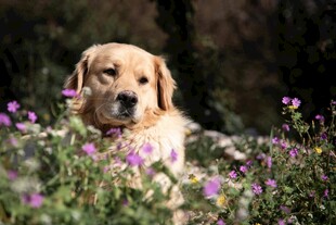 花丛中的可爱金毛犬