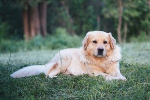 草地上的金毛犬