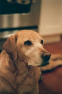 安静的金毛犬