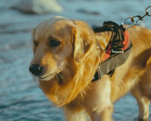 海边系牵引绳的金毛犬